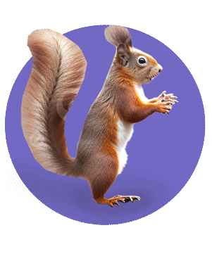 Squirrel in dahyuka site ilam | سنجاب زرد ایرانی ایلام